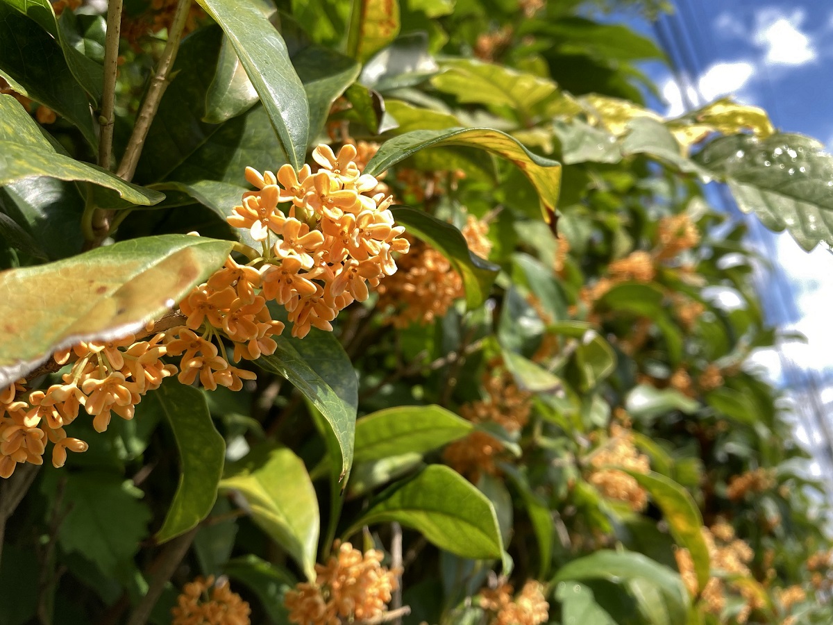 花散歩